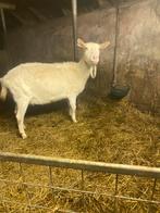 Te koop drachtige geiten, Vrouwelijk, Geit