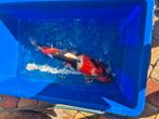 Koi Showa kweker Isa 65cm, Karper of Koi