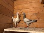 Jonge Syrische Sier Duiven, Dieren en Toebehoren, Vogels | Duiven