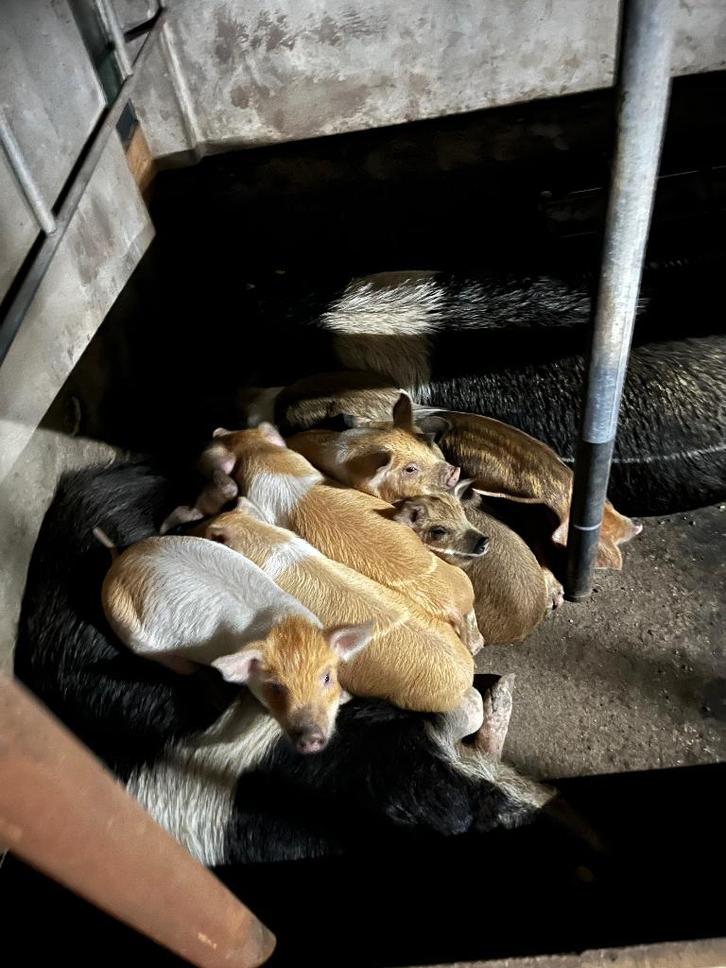 Biggen te koop.  Varkens te koop, Dieren en Toebehoren, Schapen, Geiten en Varkens, Varken, Meerdere dieren, 0 tot 2 jaar