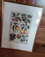 Fruitlitho, Ophalen of Verzenden, Nieuw
