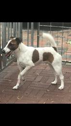 Ras zuiver gladharige foxterriër dekreu ter dekking, Dieren en Toebehoren, Rabiës (hondsdolheid), Reu, 1 tot 2 jaar, Eén hond