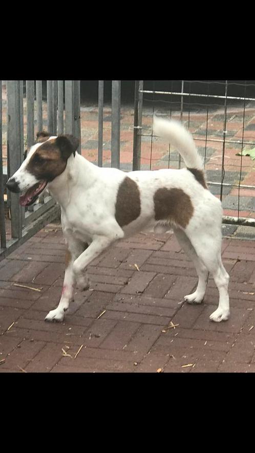 Ras zuiver gladharige foxterriër dekreu ter dekking, Dieren en Toebehoren, Honden | Dekreuen, Reu, Particulier, Eén hond, Nederland