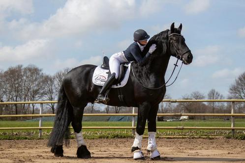 Ter dekking Durk!, Dieren en Toebehoren, Paarden en Pony's | Dekhengsten en Fokmerries, Hengst