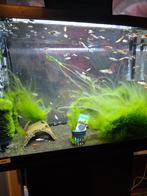 Gratis guppies, Dieren en Toebehoren, Vissen | Aquariumvissen, Vis