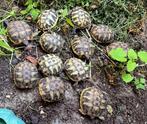 testudo hermanni boetgeri, Dieren en Toebehoren, Reptielen en Amfibieën, Schildpad, 0 tot 2 jaar