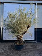 Mooie laag vertakte olijfboom, Bloeit niet, 100 tot 250 cm, Olijfboom, Ophalen