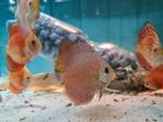 Super Panthera Discus, Symphysodon Discus, Vis, Zoetwatervis