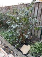 Prachtige Vlinderstruik voor uw tuin!, Tuin en Terras, Planten | Bomen, Overige soorten, 100 tot 250 cm, Zomer, Ophalen