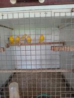 Kleurkanaries isabel-geel, Dieren en Toebehoren, Vogels | Kanaries, Meerdere dieren, Kleurkanarie