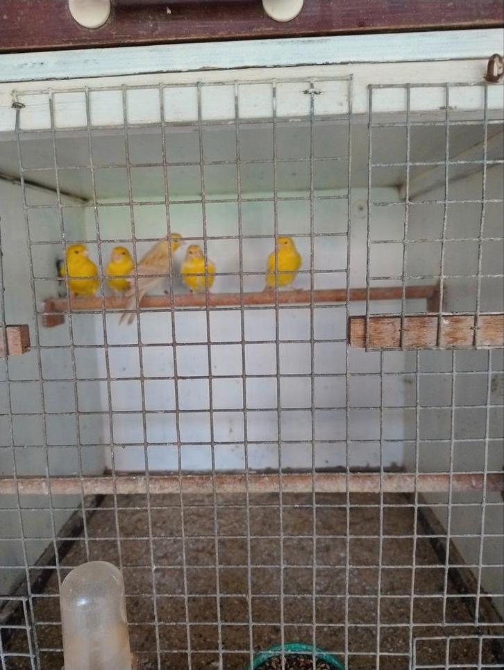 Kleurkanaries isabel-geel, Dieren en Toebehoren, Vogels | Kanaries, Kleurkanarie, Meerdere dieren