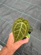 Anthurium ace of spades (hybrid) #2, Ophalen of Verzenden, Overige soorten, Minder dan 100 cm