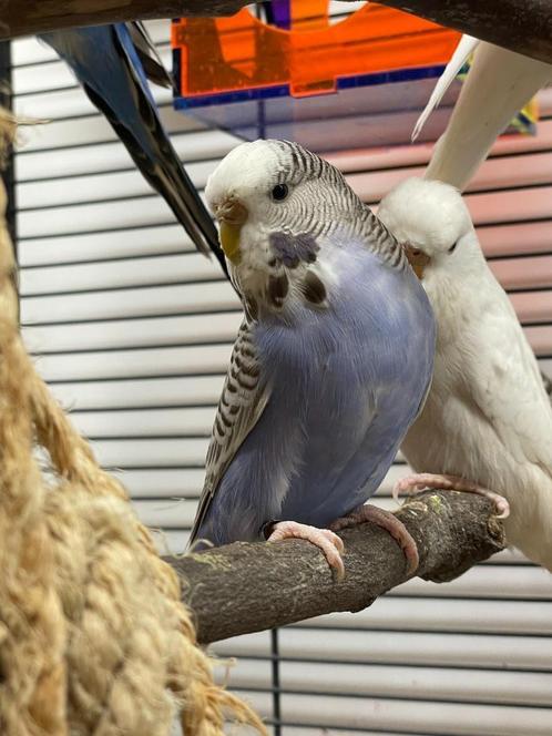 Engelse parkiet Baby | Handtam | Jonkies | Div. kleuren, Dieren en Toebehoren, Vogels | Parkieten en Papegaaien, Parkiet, Meerdere dieren
