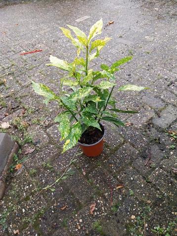 Aucuba Variegata - Goudbes in Pot beschikbaar voor biedingen