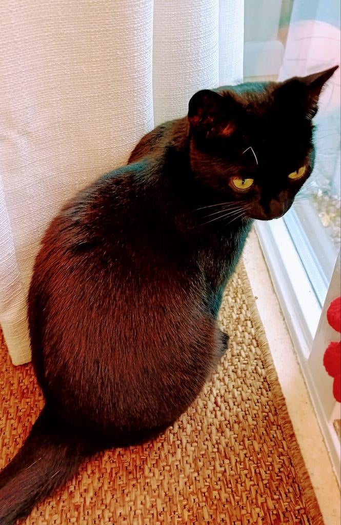 Poes zoekt nieuw huis, Dieren en Toebehoren, Poes, Gechipt, 3 tot 5 jaar