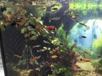 Guppy’s   Platy’s    Molly's  € 0,50, Vis