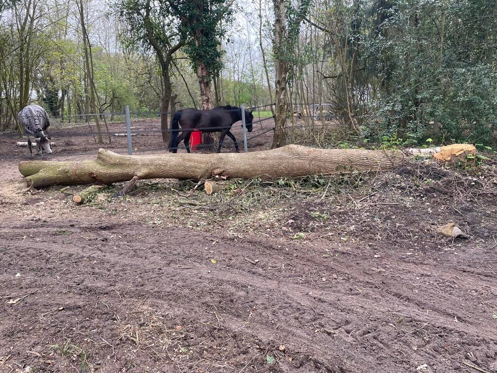 Eikenhout stam van 7,30 meter, Tuin en Terras, Haardhout, Minder dan 3 m³, Ophalen