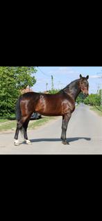 Grote maar lieve 9 jarige ruin te koop, 175 cm of meer, Ruin, Gechipt, 7 tot 10 jaar