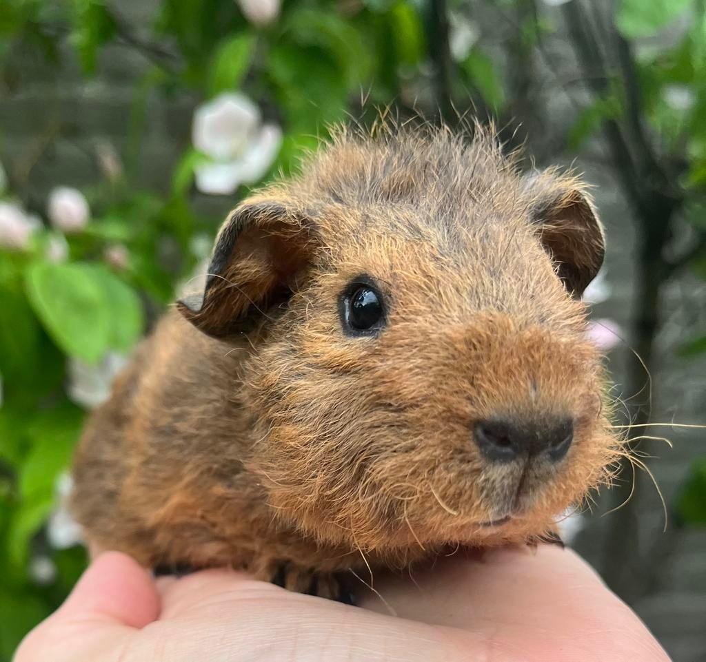 Leuk Rex teddy beertje rood agouti, Dieren en Toebehoren, Knaagdieren, Mannelijk, Tam, Maart, Cavia
