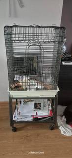 Kleine papagaaien kooi met toebehoren, Mannelijk, Papegaai