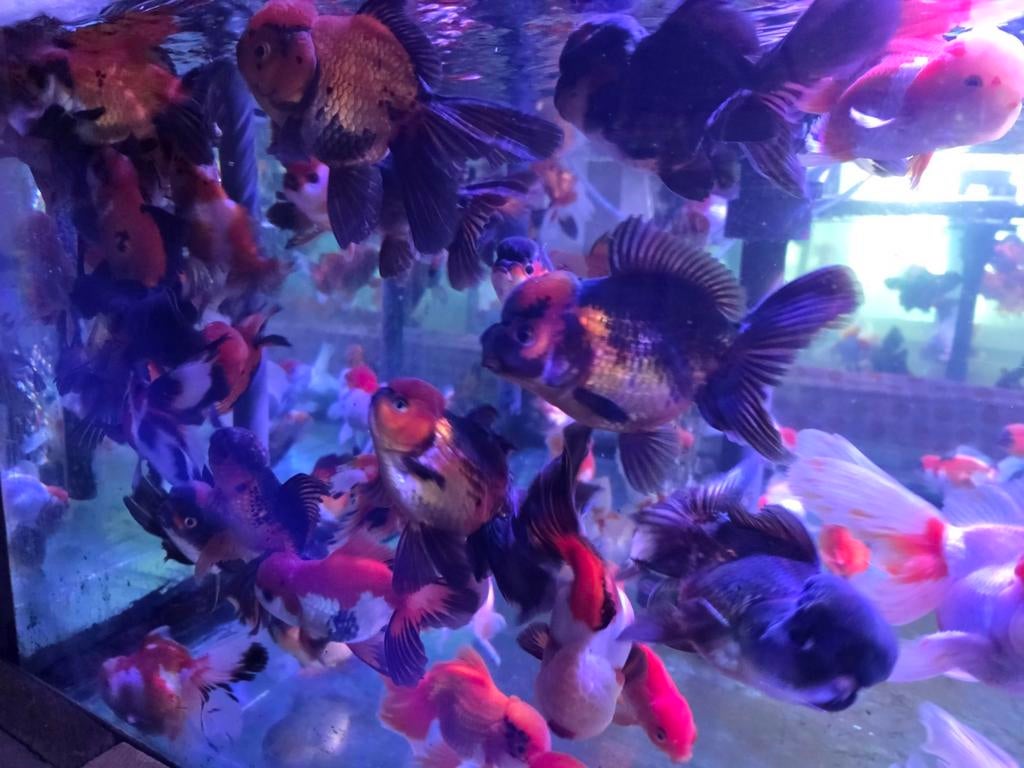 Handpick Oranda, Rozentail, Goudvis 13/15 cm - Koidream, Dieren en Toebehoren, Goudvis(sen)