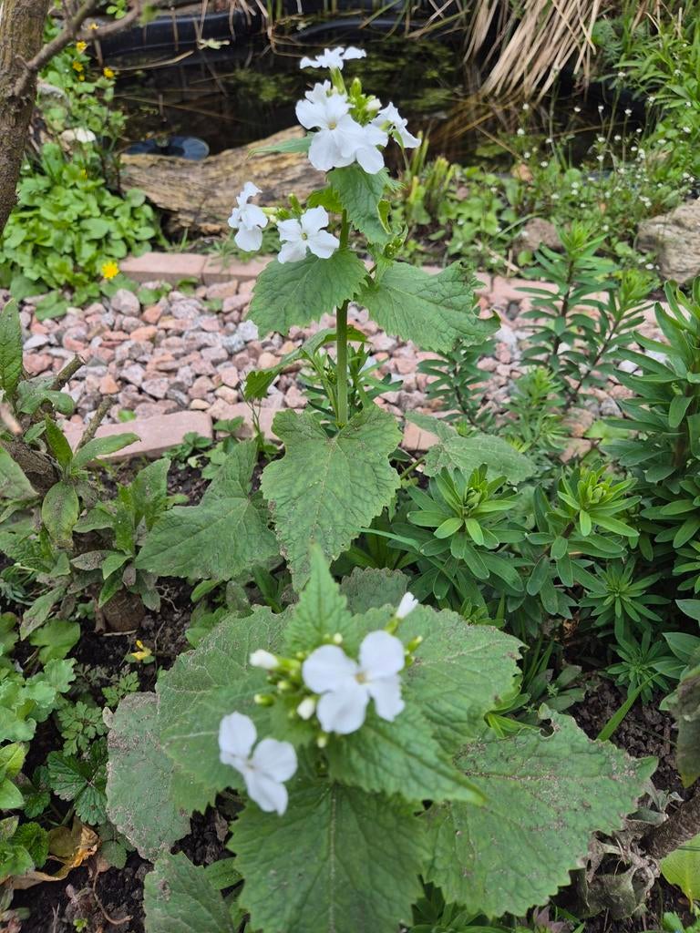 Judaspenning zaden, Ophalen of Verzenden