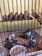 Bonte Diamand-Duifjes Koppels 2024/2025, Dieren en Toebehoren, Meerdere dieren, Geringd