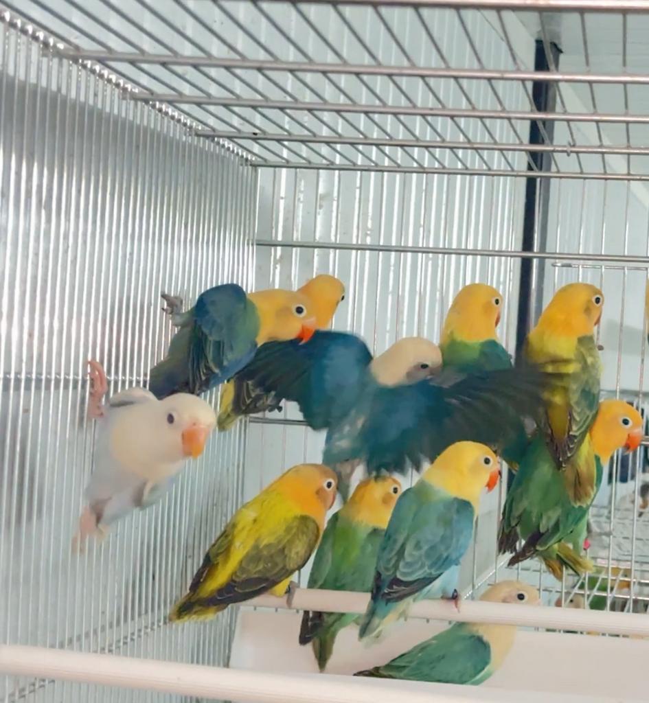 Gezocht voor export, kanaries,en alle soorten vogels, Dieren en Toebehoren, Vogels | Parkieten en Papegaaien, Parkiet, Meerdere dieren