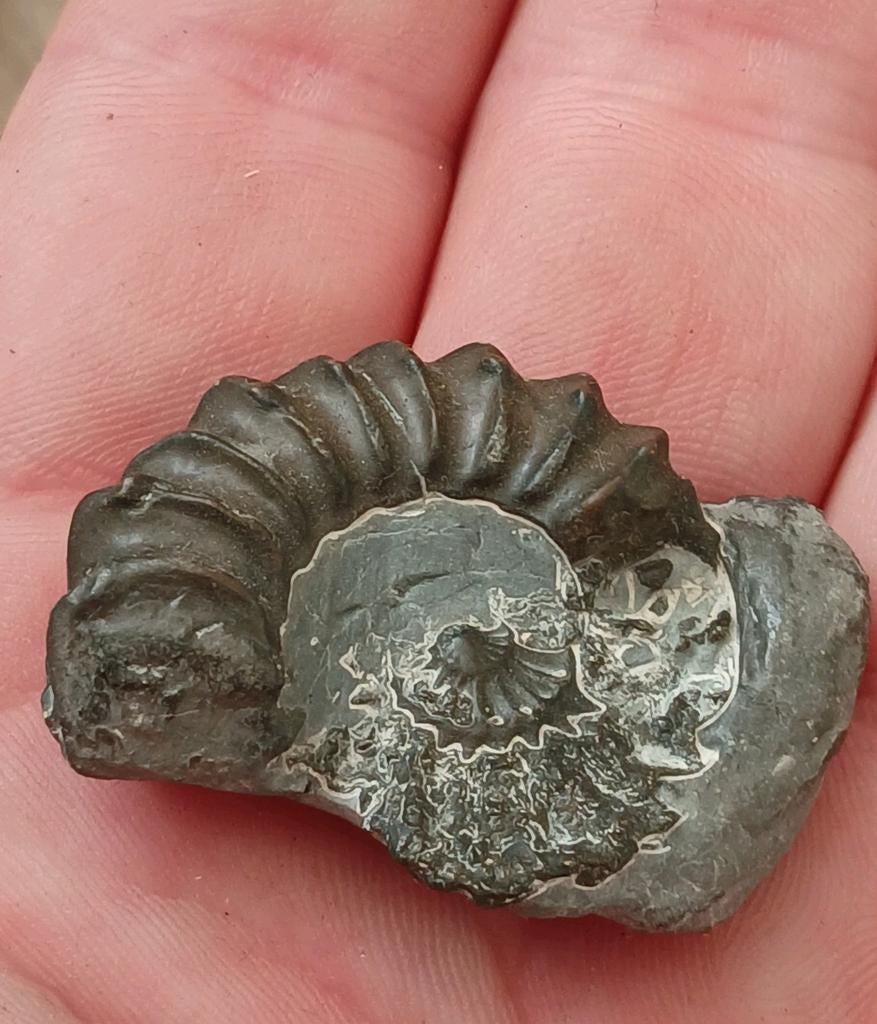 Antieke Ammoniet Fossiel Oudheid Dinosaurus Tijdperk Natural, Ophalen of Verzenden, Fossiel