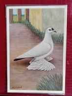 Ansichtkaart Snipduif, Verzamelen, Ophalen of Verzenden