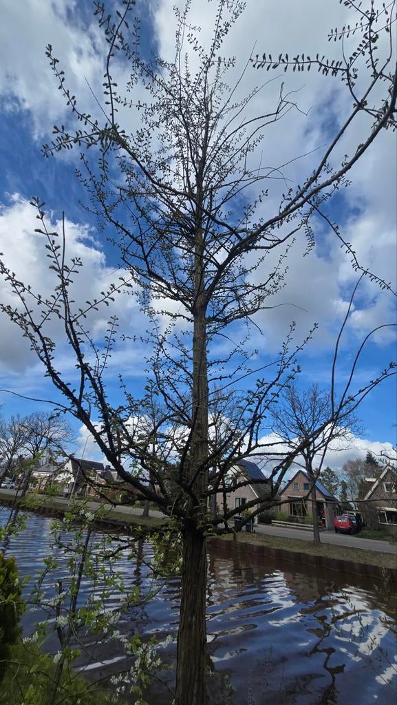 Chinese watercipres (Metasequoia glyptostroboides), Tuin en Terras, Planten | Bomen, Ophalen, Bloeit niet, In pot, Overige soorten