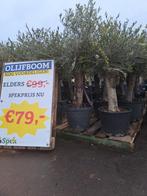 Olijfboom kopen bij Tuincentrum Van der Spek, Bloeit niet, 100 tot 250 cm, Olijfboom, Ophalen
