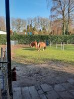 Verzorgster, ondersteunen bij training en wandelmaatje .