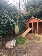 Konijnen opvang voor oude alleenstaande konijnen, Meerdere dieren