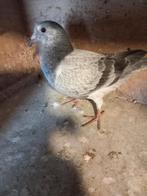 postduiven, Dieren en Toebehoren, Vogels | Duiven, Meerdere dieren, Postduif