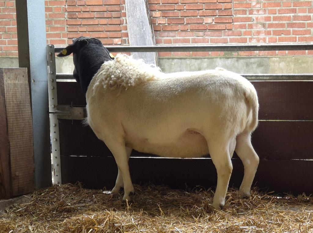 Stamboek Dorper rammen en vrouwelijke lammeren, Dieren en Toebehoren, Meerdere dieren, Schaap