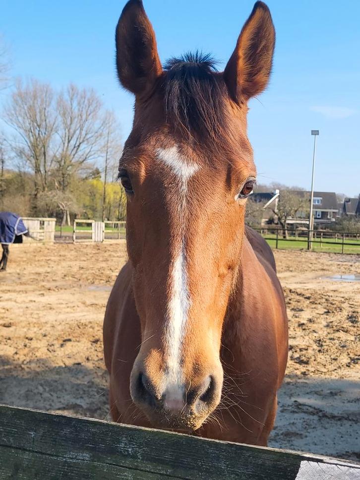 Gezocht betrouwbaar dressuurpaard, Dieren en Toebehoren, Paarden, Dressuurpaard