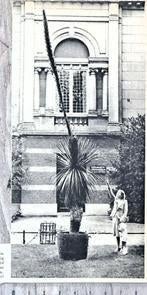 Artis 1941; de 'egelboom' heeft een enorme bloem, Verzenden, 1940 tot 1960, Gebruikt, Overige onderwerpen