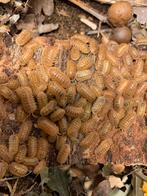 Leuke oranje pissebedden 30 stuks, Dieren en Toebehoren, Overige soorten