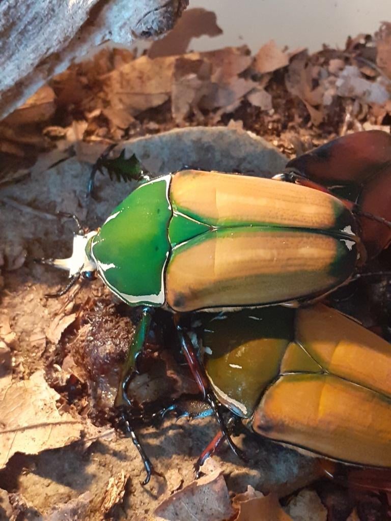 Larven van Mtu kevers., Dieren en Toebehoren, Insecten en Spinnen, Overige soorten