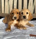 Cockapoo pups f1, Overige rassen, 8 tot 15 weken, Parvo, Meerdere