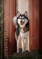 Pomsky zoekt een fijn nieuw thuis, Dieren en Toebehoren, Honden | Poolhonden, Keeshonden en Oertypen, Parvo, Teef, Poolhond, Eén hond