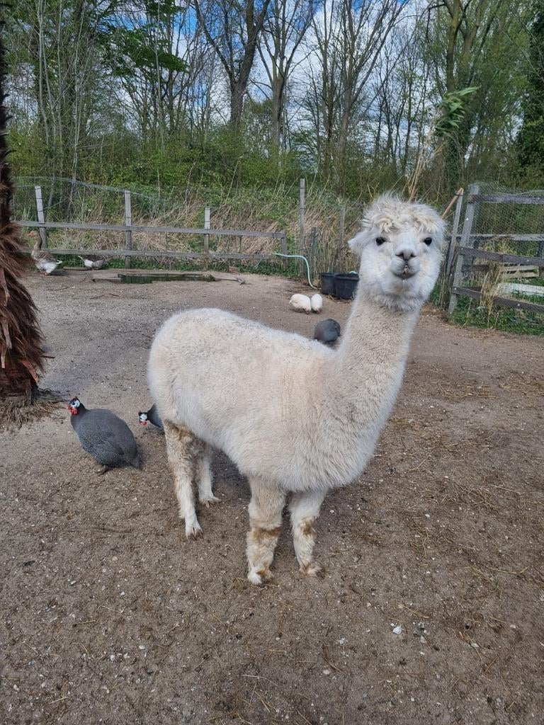 Te koop alpaca merrie, Dieren en Toebehoren, Overige Dieren, Juli, Vrouwelijk