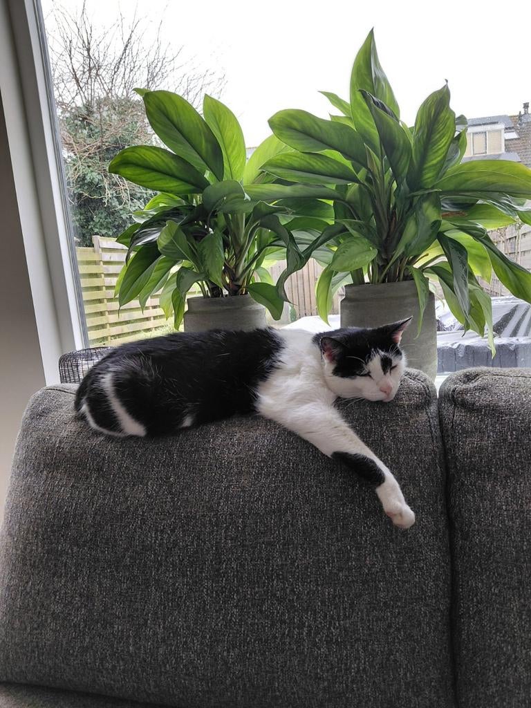 Liefdevol huisje gezocht voor deze lieve Olly, Dieren en Toebehoren, Katten en Kittens | Overige Katten, Kater