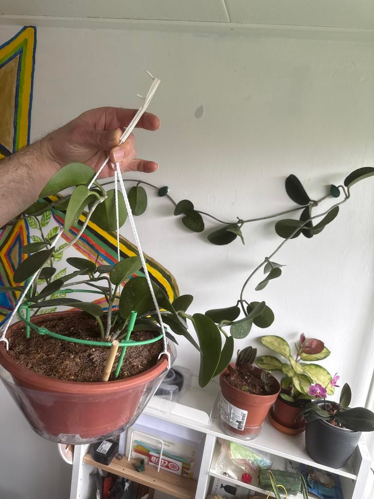 Hoya 'Australis dollar wasbloem, Huis en Inrichting, Kamerplanten, Overige soorten, In pot, Minder dan 100 cm, Groene kamerplant