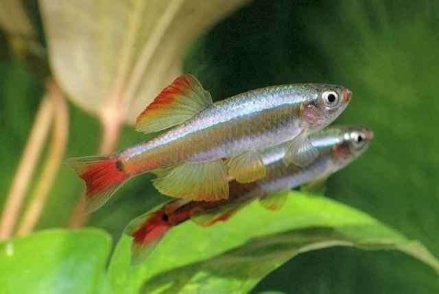 chinese danio, Dieren en Toebehoren, Vissen | Aquariumvissen, Vis, Zoetwatervis, Schoolvis