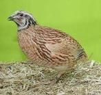 Kwartels voor bij de Kanaries..........., Vrouwelijk, Postuurkanarie