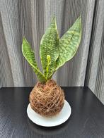 Kokedama plant, Tuin en Terras, Planten | Tuinplanten, Ophalen of Verzenden