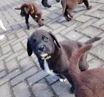 Labrador pups, 8 tot 15 weken, Labrador retriever, Parvo, Meerdere