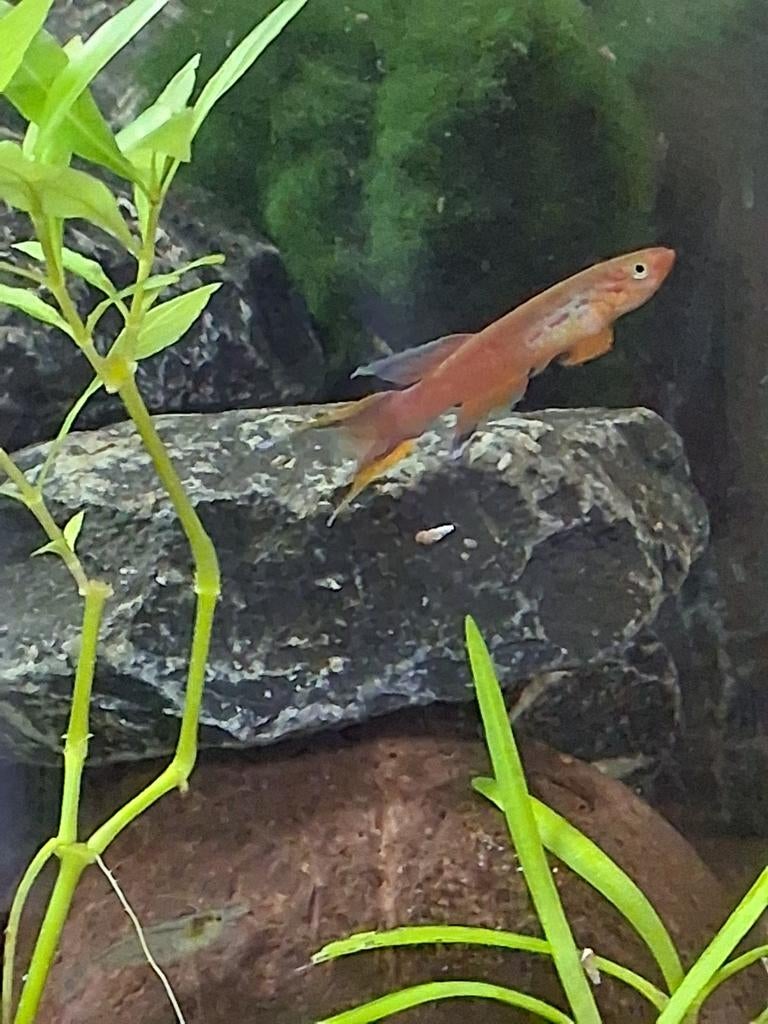 Aphyosemion australe 0-3 (gezocht), Dieren en Toebehoren, Vis